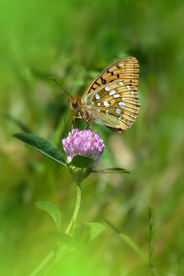 利物浦夺得英超冠军