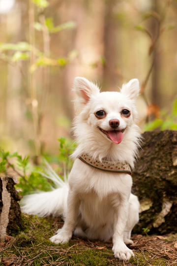 原创丨特朗普连连退群，他有3大疯狂企图，中国要小心了！