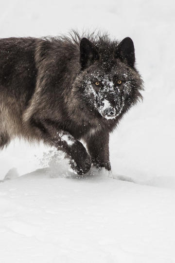 郑钦文积极备战萨巴伦卡