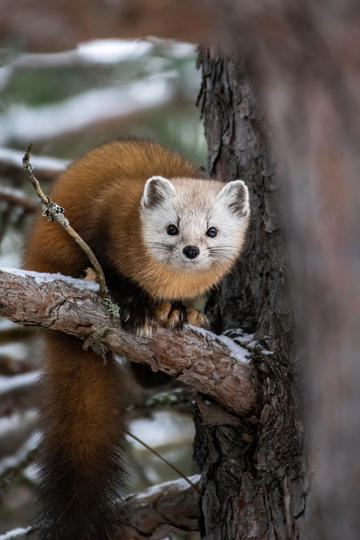 华晨宇演唱会炒饭免费 粉丝吃了3吨